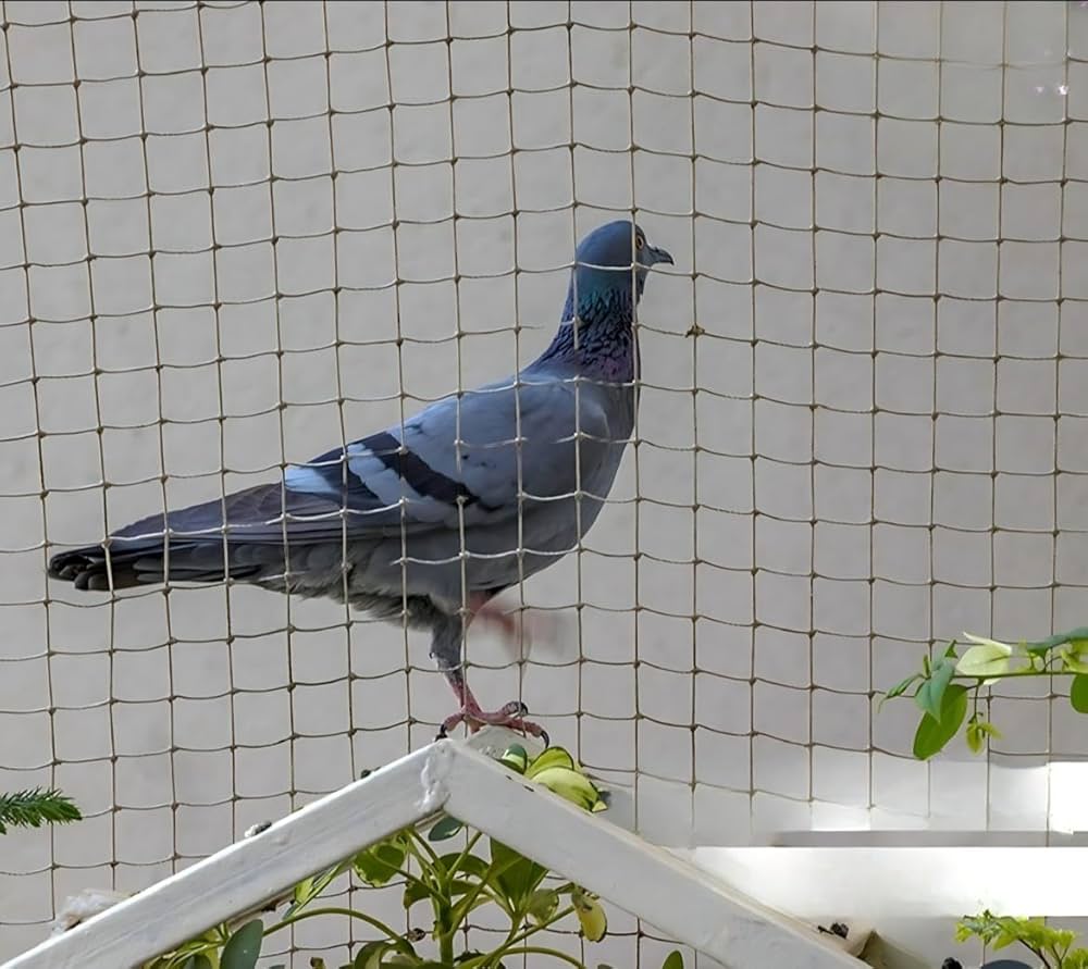 Pigeon Net